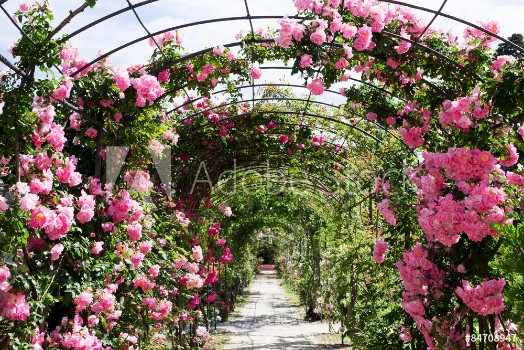 Picture of romantic rosebed walk